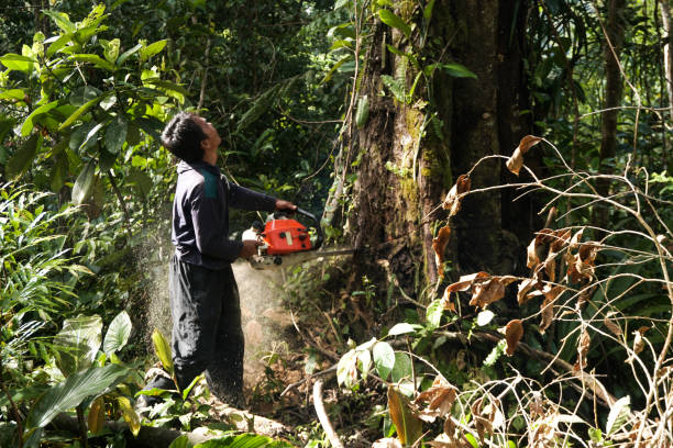 Best Storm Damage Tree Cleanup  in Highland Lakes, AL