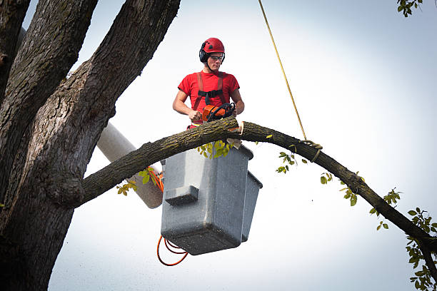 Best Commercial Tree Services  in Highland Lakes, AL